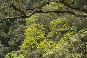 Ancient yellow ochna blossoms adorn Yen Tu peak