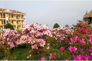 “Rhododendron school” a tourism hit in Lao Cai