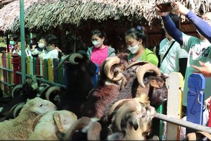 Domestic visitors flock to Saigon Zoo during “new normal”