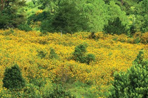 Blooming tree marigold in Da Lat