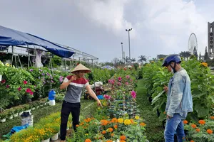 Giá các loại hoa, cây cảnh, quất giảm khoảng 20-30% so với năm ngoái 