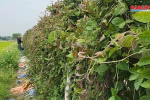 Kiếm bộn tiền nhờ lá mơ