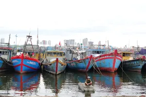 Các tàu cá được neo đậu chằng buộc kỹ lưỡng nhằm đảm bảo an toàn khi bão đổ bộ. Ảnh: XUÂN QUỲNH