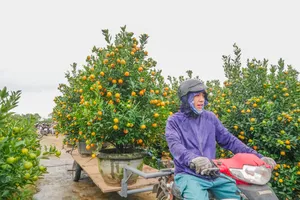 Nhân công vận chuyển quất cảnh đến điểm tập kết sau khi được thương lái thu mua. Ảnh: XUÂN QUỲNH
