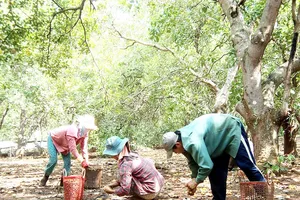 Nhiều hộ dân phải bán điều non để trả lãi suất