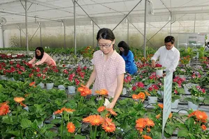 Cây giống hoa trồng tại Trung tâm Công nghệ sinh học TPHCM. Ảnh: CAO THĂNG