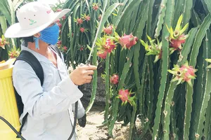 Chăm sóc thanh long, một trong những loại trái cây  được người tiêu dùng các tỉnh phía Bắc ưa chuộng
