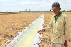 Ông Lâm Văn On (huyện Long Phú, Sóc Trăng) chuyển từ  sản xuất lúa sang hoa màu bằng cách trữ nước ngọt. Ảnh: TUẤN QUANG