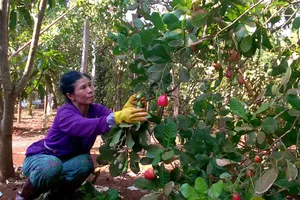 Người trồng điều xã Đồng Tâm, huyện Đồng Phú (tỉnh Bình Phước)  đang bước vào vụ thu hoạch 