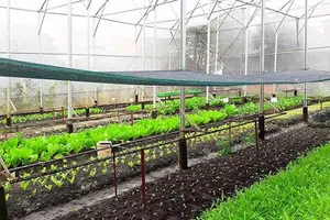 VCED hỗ trợ xây dựng quy định bảo hiểm trong nông nghiệp