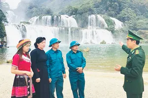 “Cây sa mộc” trên thác Bản Giốc