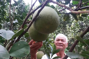 Trồng bưởi ứng dụng công nghệ cao tại Tây Ninh