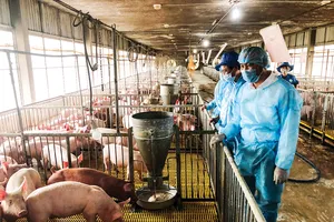 Trong quá trình tái đàn, các trang trại phải tuân thủ quy trình chăn nuôi an toàn sinh học nhằm đảm bảo không lây nhiễm dịch tả heo châu Phi