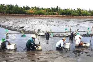 Người dân thu hoạch tôm “trả công lẫn nhau” ở vùng sâu huyện Vĩnh Thuận (Kiên Giang),  qua đó thắt chặt tình làng nghĩa xóm
