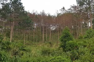 Đẩy nhanh thực hiện sáng kiến REDD+ 