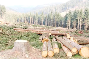 Ý tưởng “xót của” liệu có ngăn cản được những hành vi tận diệt thiên nhiên như phá rừng?