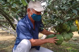 Ông Nguyễn Minh Hùng (ấp Tân Trạch, xã Bạch Đằng) kỳ vọng vụ bưởi tết năng suất cao, được giá, hút hàng