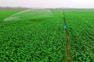 Những cánh đồng bắp bạt ngàn cung cấp thức ăn đạt chuẩn cho đàn bò tại các trang trại Green Farm của Vinamilk