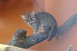 Năm Mão nói chuyện Mèo