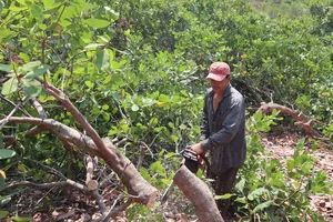 Người dân thành phố Đồng Xoài chủ động cưa cây điều giao mặt bằng cho Nhà nước làm đường số 34