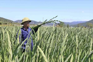 Khung cảnh tất bật vùng hoa lay ơn Lâm Đồng dịp cận tết