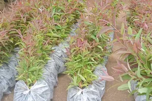 Kon Tum: Hỗ trợ 14.000 cây giống cho người dân trồng dặm trên diện tích rừng bị chết