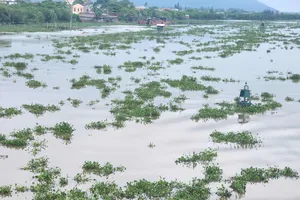 Các lớp cây bèo lục bình tấp vào khu vực tàu neo đậu 