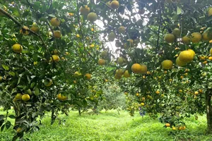 Nhiều năm nay, cam Thượng Lộc đã tạo được thương hiệu nổi tiếng 