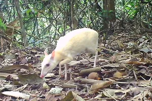 Bẫy ảnh ghi nhận cá thể cheo cheo Nam Dương đột biến bạch tạng