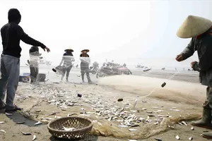 Ngư dân Bắc miền Trung được giá mùa cá trích 