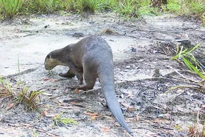 Phát hiện rái cá vuốt bé quý hiếm ở Vườn Quốc gia Phú Quốc 