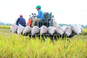 Các chuyên gia thảo luận đề xuất các giải pháp để nâng cao chất lượng hạt gạo Việt Nam 