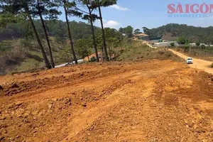 Đà Lạt: Ngang nhiên san ủi đất rừng giữa ban ngày