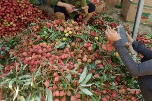 "Vải chín sớm" đã xuất hiện trên thị trường