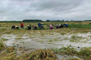 Các đoàn thể, người dân nỗ lực vớt, đẩy cây bèo tây ra khỏi ruộng lúa ở xã Kỳ Phong