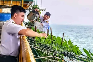 Sĩ quan quân y Nguyễn Trung Anh tự tay thụ phấn cho giàn khổ qua