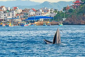 Hạn chế "quấy rầy" gia đình cá voi ở biển Gia Lai