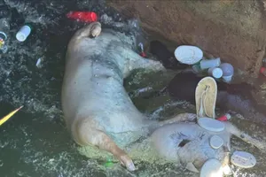 Phát hiện nhiều xác heo chết bị vứt trôi trên kênh thủy lợi 