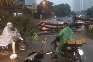 Mưa dông gây đổ cây