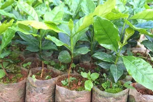 Không nhận hoa, ban tổ chức đại hội xin nhận cây giống để giúp người dân