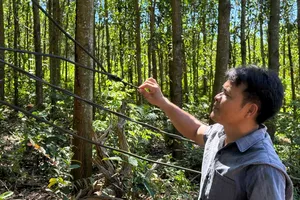 30 hộ dân ở Quảng Ngãi sống trong cảnh “điện chập chờn”