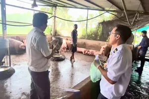 Ngành chức năng TP Cần Thơ lấy mẫu heo tại cơ sở giết mổ để đi kiểm dịch. Ảnh: TUẤN QUANG