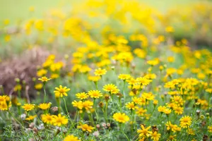 Bên sông hoa vàng