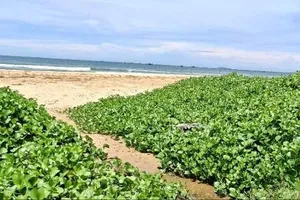 Dòng nước thải đen kịt chảy ra biển Mũi Né