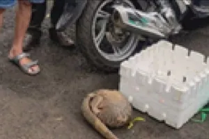 Đồng Nai: Khởi tố 3 đối tượng mua bán tê tê java nguy cấp, quý, hiếm