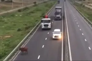 Tài xế liên tục nhá đèn, bóp còi khi phát hiện con bò đi lạc trên đường cao tốc Vĩnh Hảo - Phan Thiết