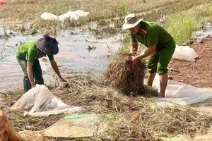 Đắk Lắk: Hàng chục cán bộ xã xuống đồng gặt lúa, giúp dân chạy lũ
