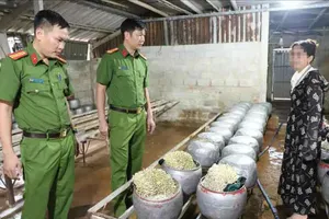 Lực lượng chức năng kiểm tra hiện trường khu vực trồng giá đỗ 