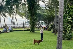 Chó thả rông ở công viên