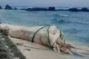 Quảng Ngãi: Phát hiện 1 xác cá voi dài 10m trôi vào đặc khu Lý Sơn